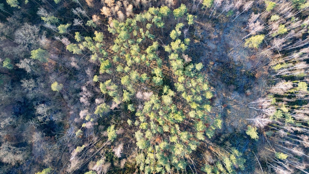 In den sächsischen Wäldern gibt es viele Bäume mit Problemen. (Archivbild).
