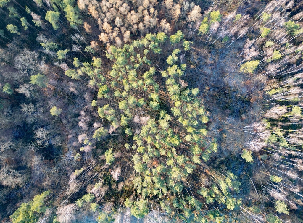 In den sächsischen Wäldern gibt es viele Bäume mit Problemen. (Archivbild).