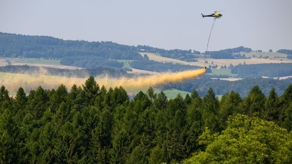 In den sächsischen Wäldern weisen rund ein Drittel der Bäume Schäden auf (Archivbild).