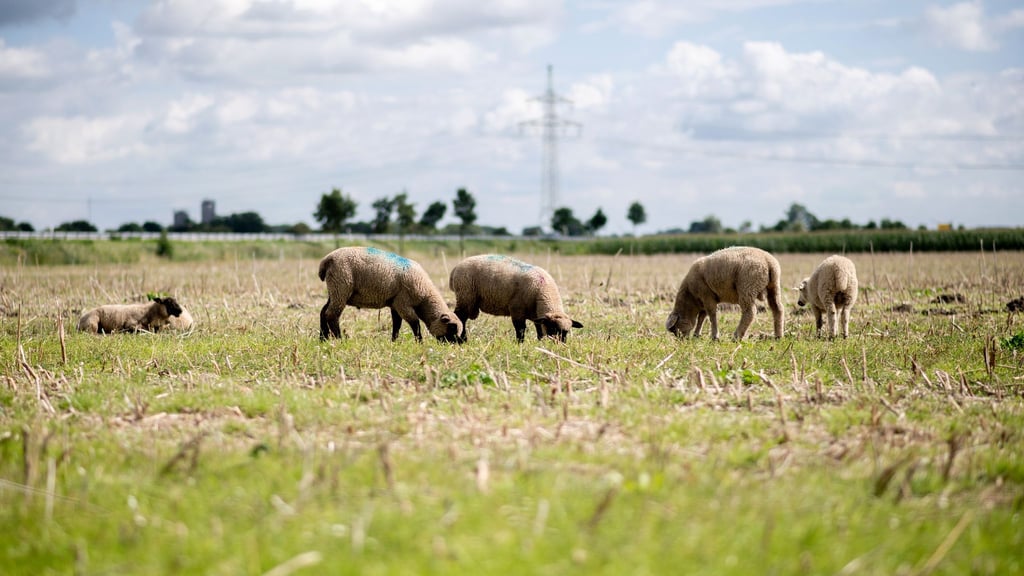 Rund 70 Schafe wurden von einer Weide gestohlen. (Archivbild)