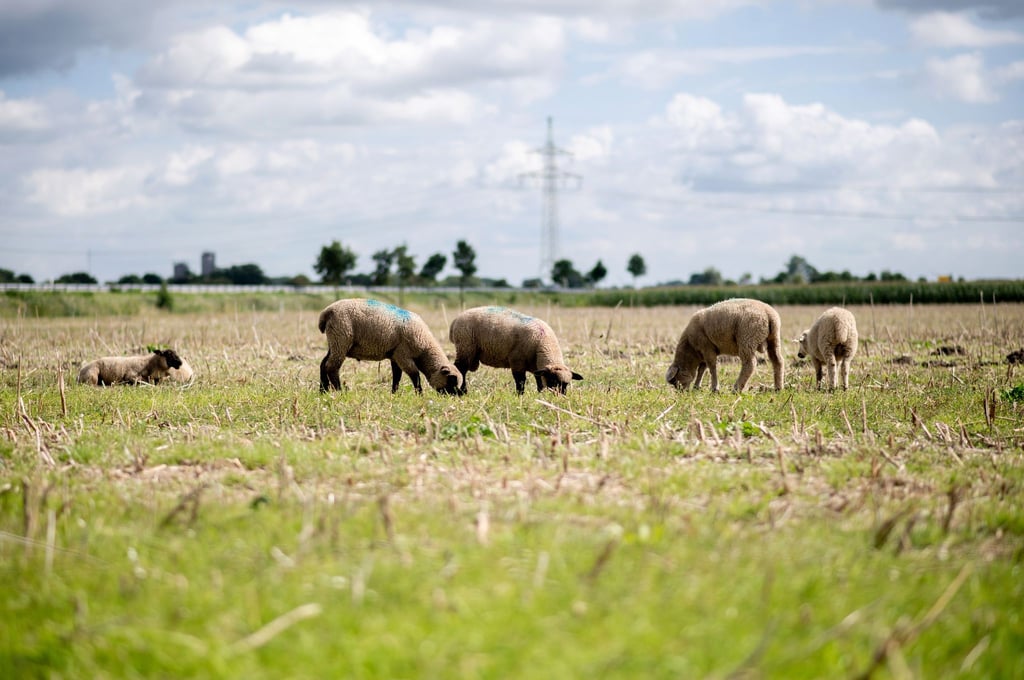 Rund 70 Schafe wurden von einer Weide gestohlen. (Archivbild)