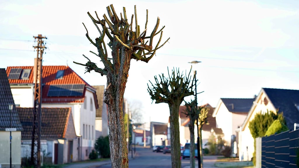 Der Rotdorn in der Krummen Straße wurde radikal zurück geschnitten und markiert. 