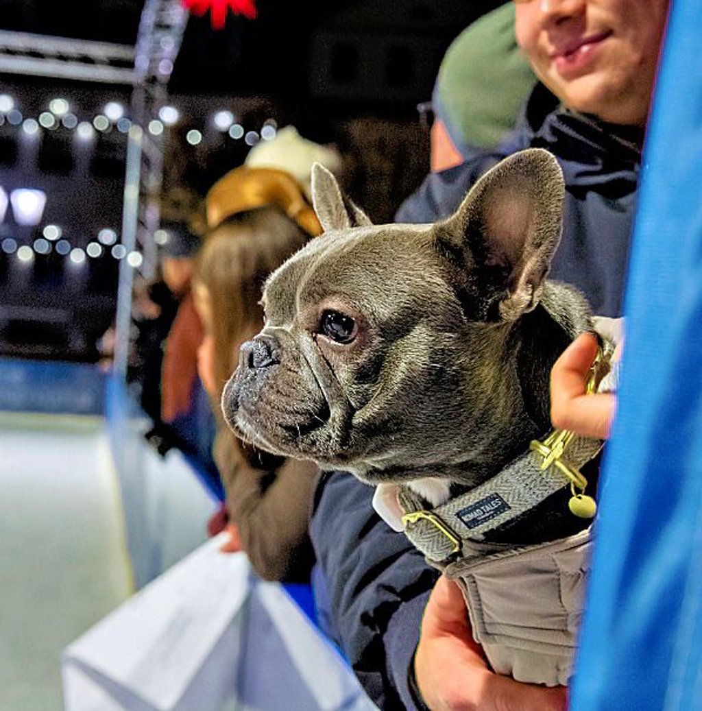 Eisstockschießen ist bekanntermaßen ein hundefreundlicher Sport: Die französische Bulldogge „Bella“ schaut interessiert zu. 