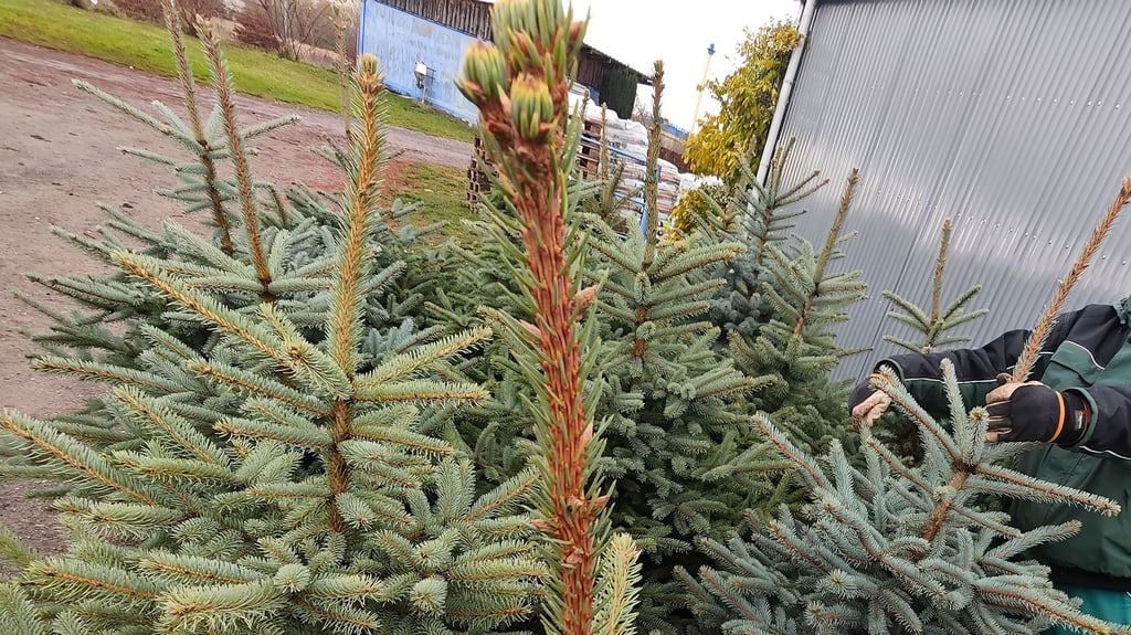 Mit etwas Glück und pünktlichem Erscheinen kann man in Weißenfels einen passenden Weihnachtsbaum ergattern - und  zwar geschenkt (Symbolfoto)!