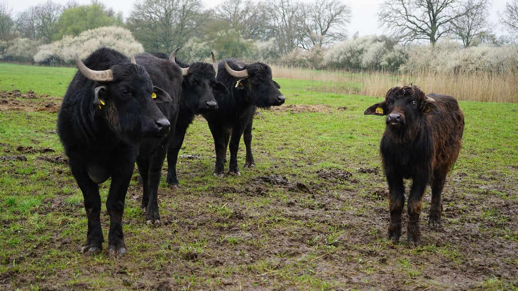 Am Kuhbusch in Wolmirstedt setzt der Nabu Wasserbüffel zur Landschaftspflege ein und das bereits seit drei Jahren. Im nächsten Jahr sollen die exotischen Tiere auch am Salzigen See Landschaftspflege betreiben.