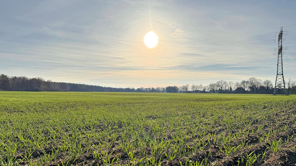 Noch geht am Ortsrand von Retzau die Saat auf. Geht es nach einem Hamburger Unternehmen, dürfte das bald Geschichte sein. 