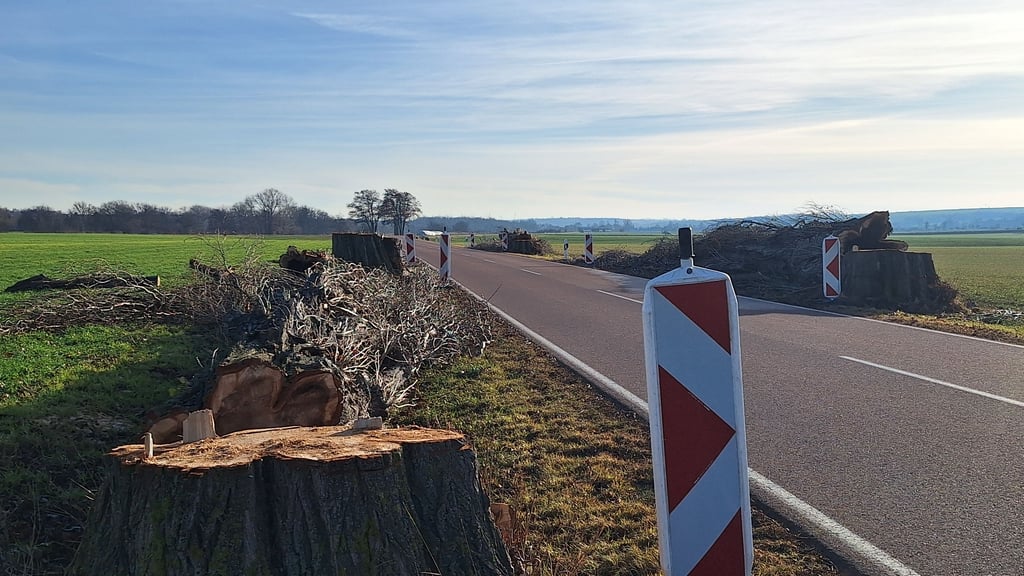 Kahlschlag an der Straße zwischen Alsleben und Gnölbzig
