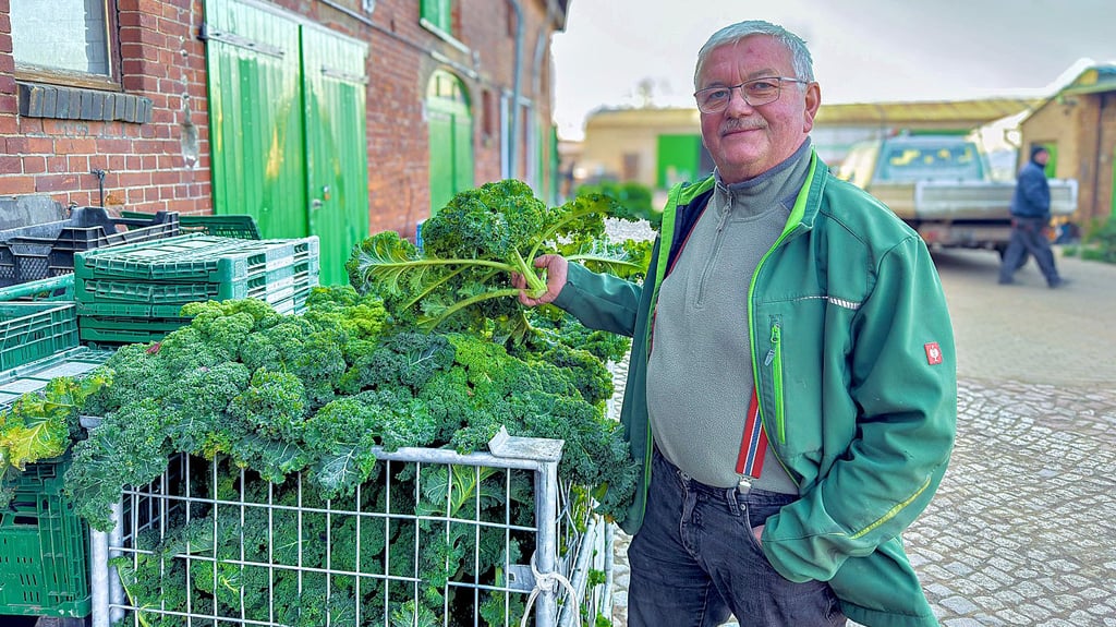 Landwirt Udo Huth auf seinem Hof in Dabrun: Rund 20.000 Grünkohlpflanzen werden hier auf rund einem halben Hektar Fläche jährlich geerntet. Das Wintergemüse ist beliebt. 