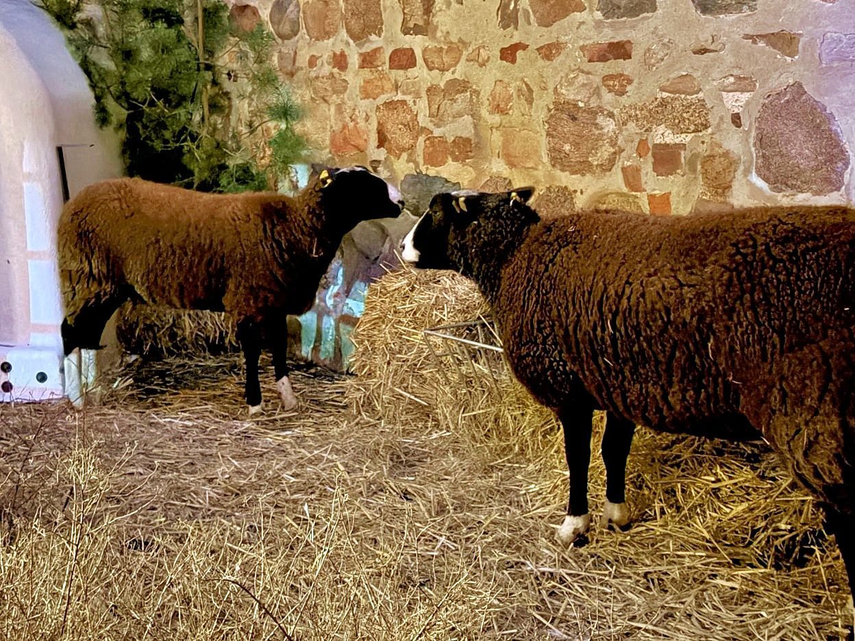 Weihnachtsmärkte und Tierschutz: Attraktion oder Tierleid? Diskussion um Schafe auf dem Zerbster Weihnachtsmarkt