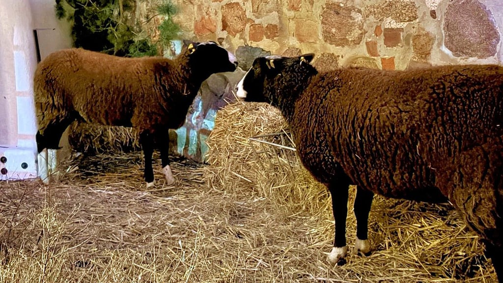 Berechtigt oder übertrieben? Die Ausstellung zweier Schafe auf dem Zerbster Weihnachtsmarkt hat für Kritik gesorgt.
