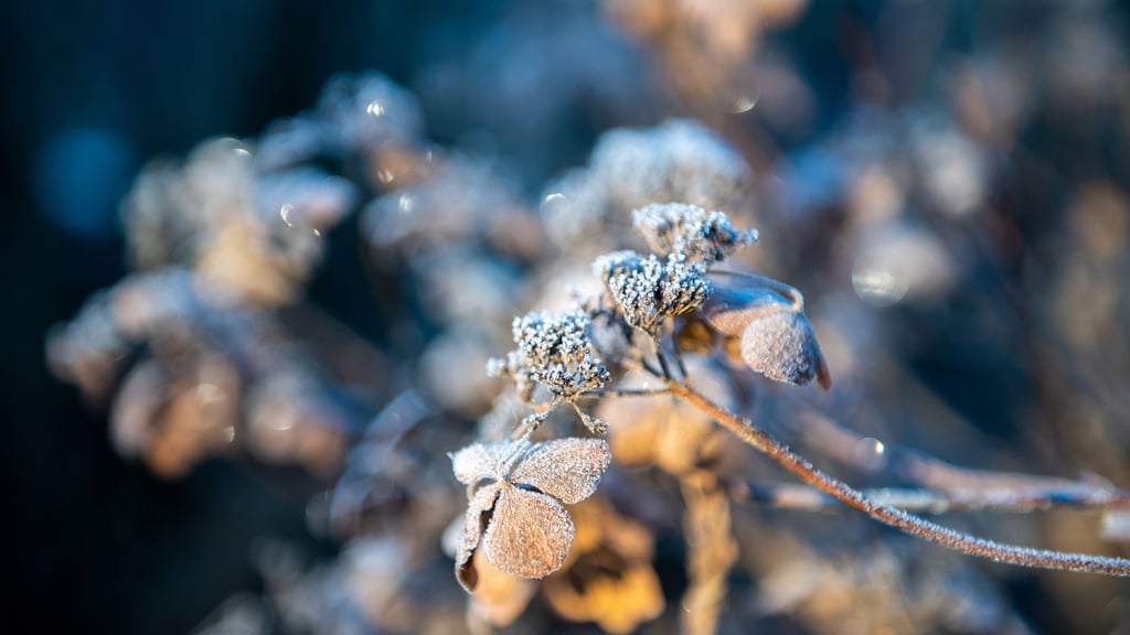 Raureif im Garten: Nützlinge suchen in den kalten Monaten Schutz in natürlichen Winterquartieren.
