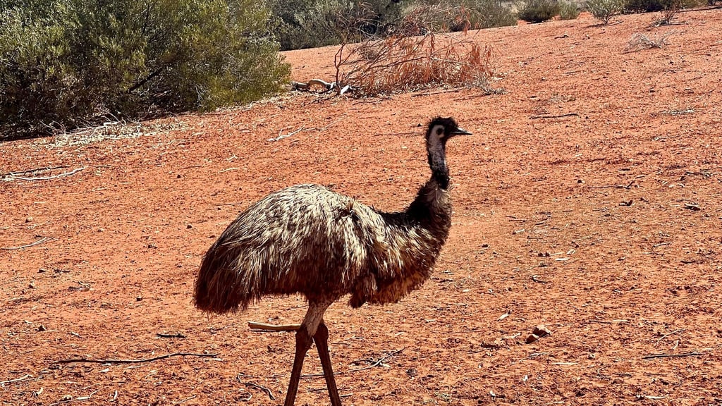 Emus kommen in freier Wildbahn in Australien vor. (Symbolbild)