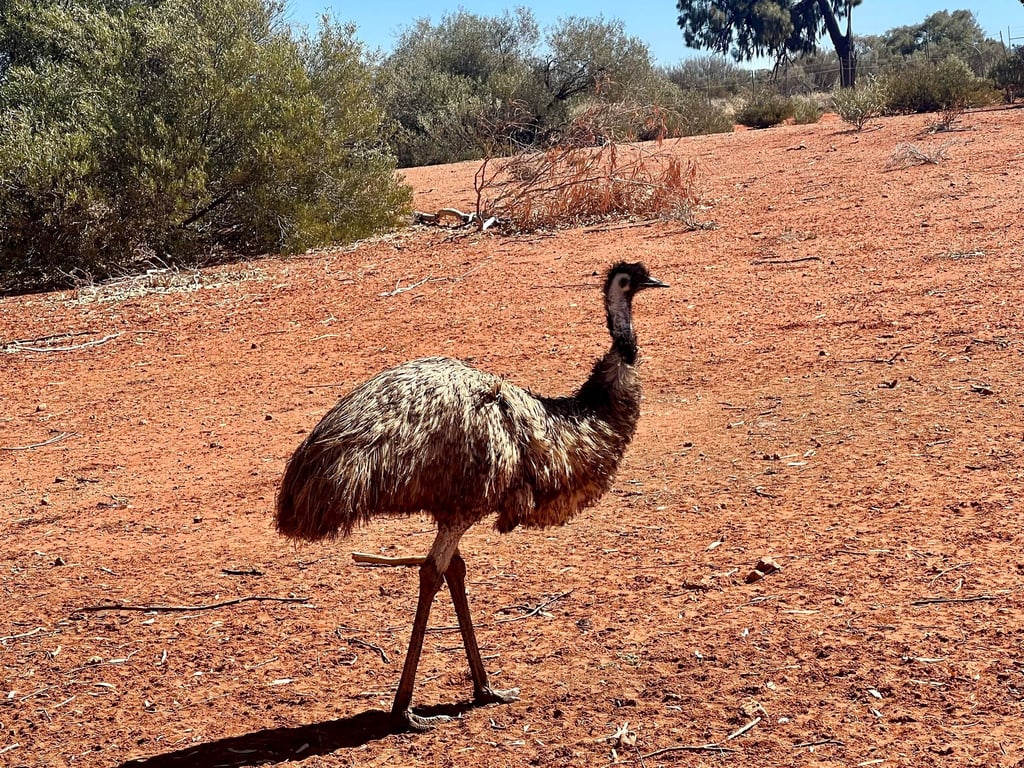 Emus kommen in freier Wildbahn in Australien vor. (Symbolbild)