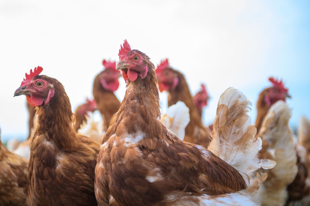 Nach einem weiteren Geflügelpest-Ausbruch in einem Großbetrieb in Ebersbach müssen rund 310.000 Tiere getötet werden (Symbolbild)
