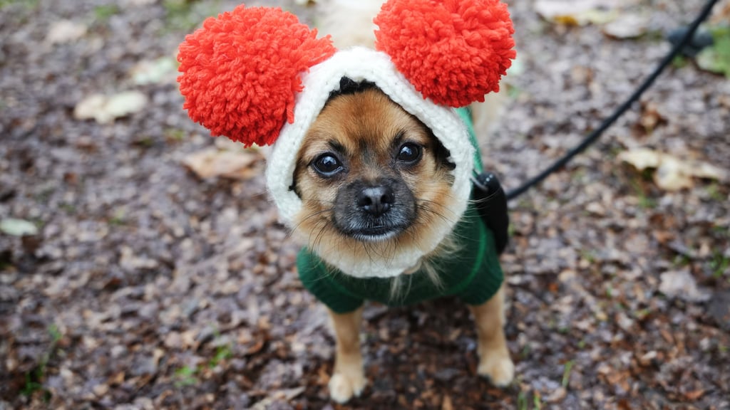 Hundebesitzer zahlen in Sachsen-Anhalt unterschiedlich viel Hundesteuer, denn diese ist Sache der Kommunen.