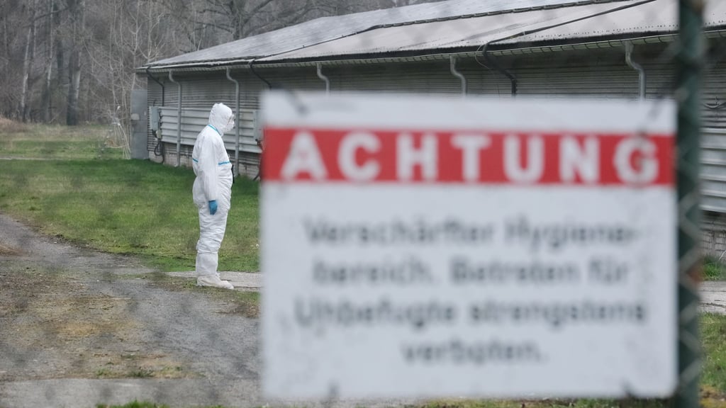 In Teilen des Landkreises Börde gelten nach einem Ausbruch der Aviären Influenza in der Altmark besondere Auflagen für Geflügelhalter. (Symbolbild)