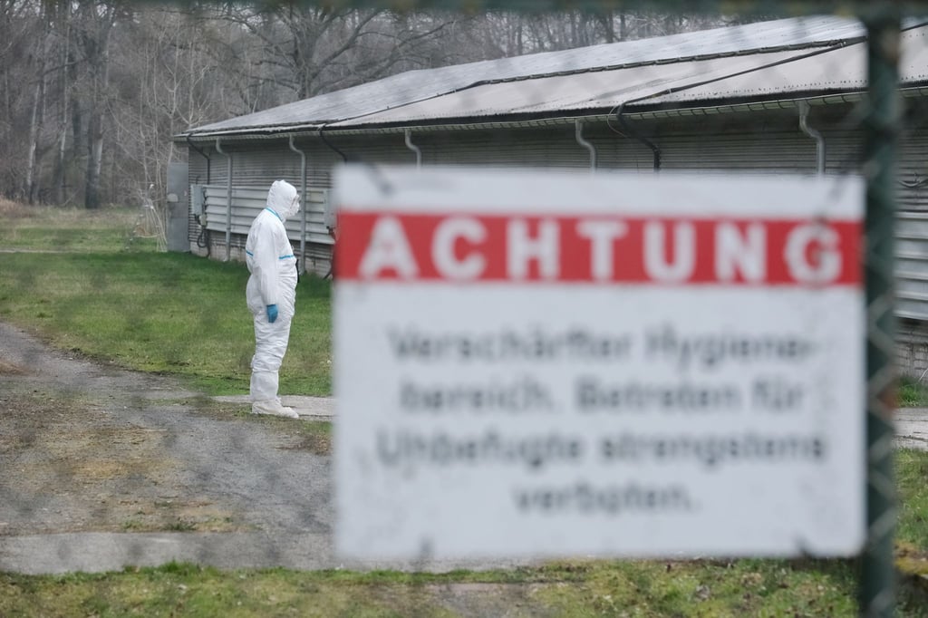 In Teilen des Landkreises Börde gelten nach einem Ausbruch der Aviären Influenza in der Altmark besondere Auflagen für Geflügelhalter. (Symbolbild)