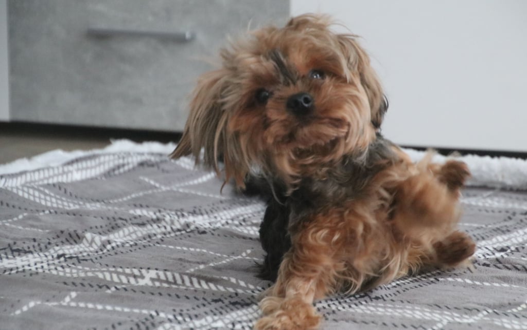 Der kleine einst in der Kälte ausgesetzte Yorkshire-Terrier aus Zeitz ist tot. Ein Feuerwehrmann aus Halle hatte dem Hund zuletzt noch einmal ein liebevolles Zuhause gegeben. .