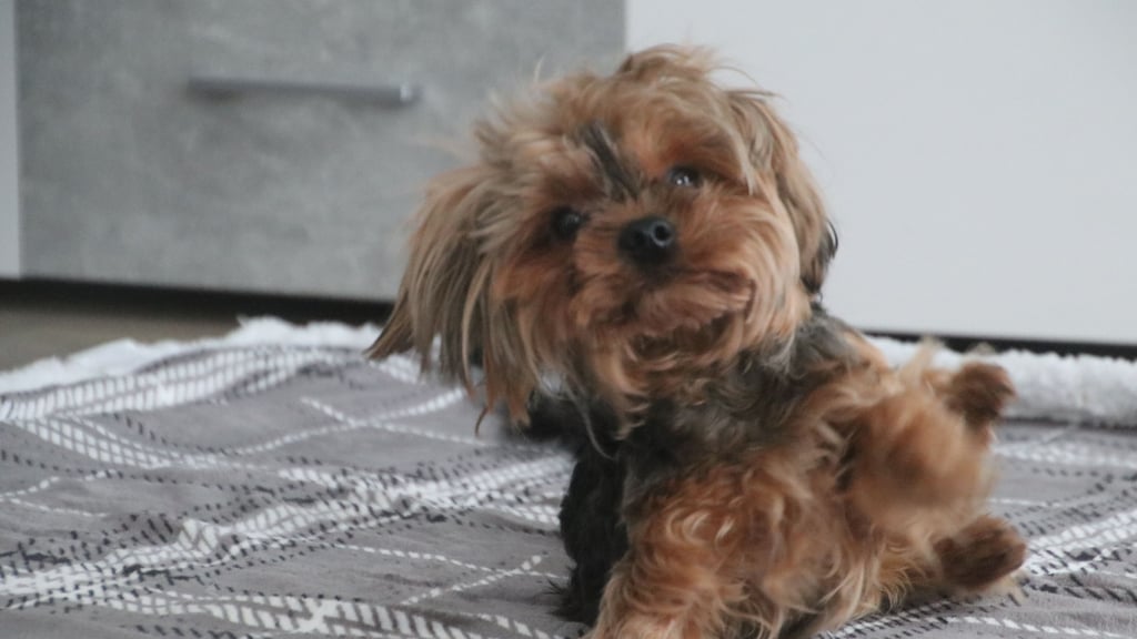 Der kleine einst in der Kälte ausgesetzte Yorkshire-Terrier aus Zeitz ist tot. Ein Feuerwehrmann aus Halle hatte dem Hund zuletzt noch einmal ein liebevolles Zuhause gegeben. .