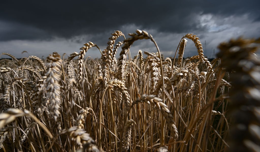 Der Anbau von Winterfeldfrüchten in Thüringen geht zurück. (Symbolbild)