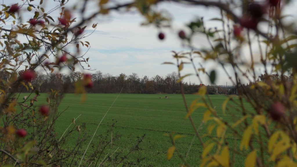 Auf diesem Feld auf Merseburger Flur zwischen Wohngebiet, B91 und Bahn soll die PV-Anlage entstehen. 