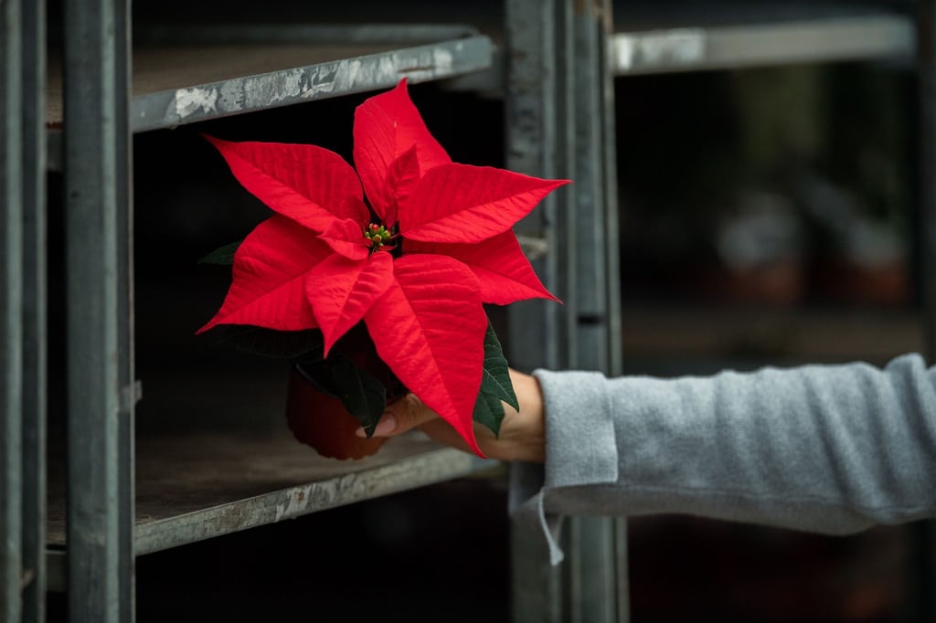 Obwohl die Produktion gesunken ist, steht der Weihnachtsstern weiter auf Platz eins der in Niedersachsen erzeugten Zimmerpflanzen. (Symbolbild)