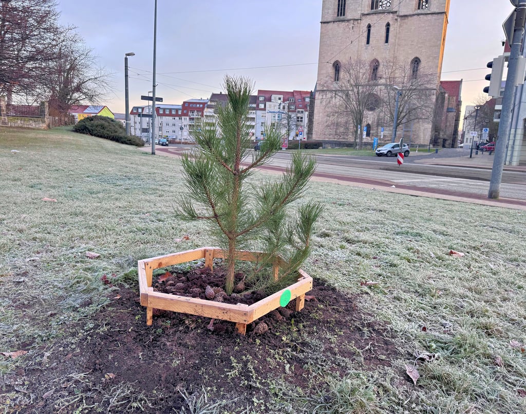 Ost-Kiefer von Halberstadt.