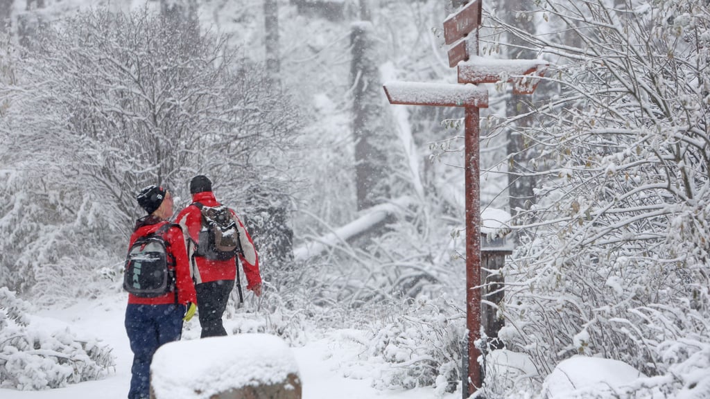 Eine Winterlandschaft wie hier auf dem Pfad zum Brocken gibt es in Sachsen-Anhalt immer seltener. In diesem Jahr könnte es aber klappen mit der weißen Weihnacht.