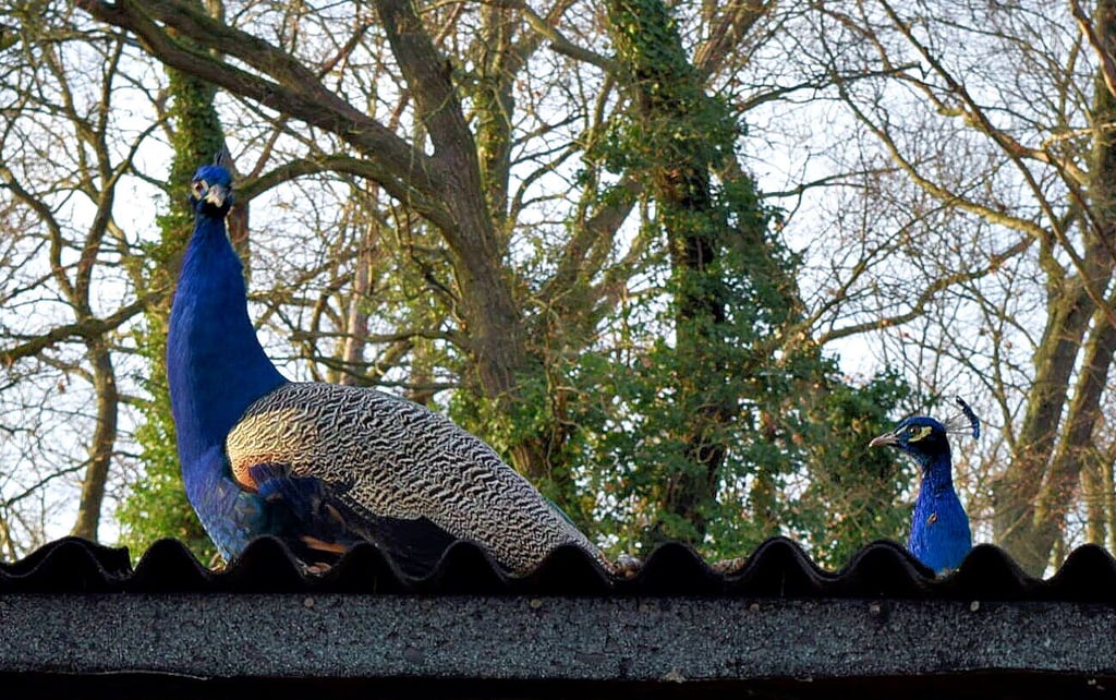Etwa fünf der großen Vögel sollen frei durch Pösigk streifen, hieß es vergangene Woche im Stadtrat.