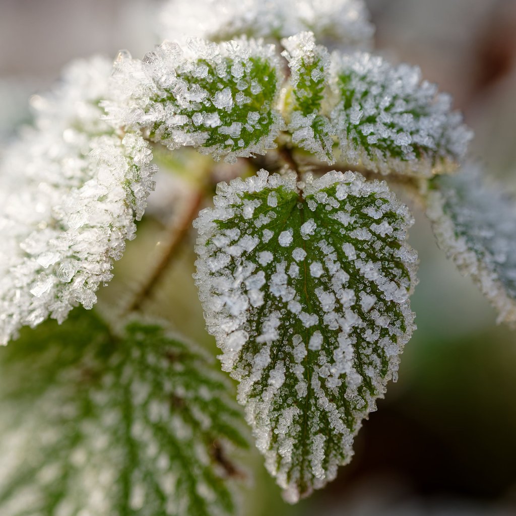 In der dritten Dezemberwoche gibt es in Sachsen-Anhalt überwiegend graues Winterwetter.