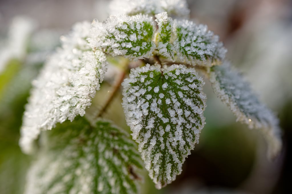 In der dritten Dezemberwoche gibt es in Sachsen-Anhalt überwiegend graues Winterwetter.