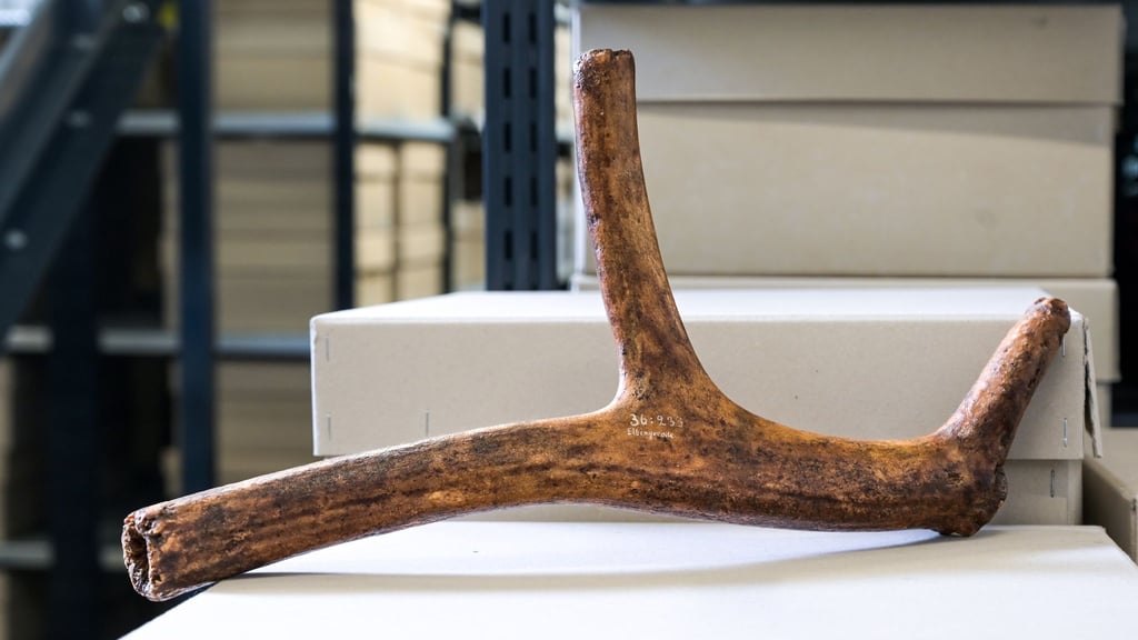 Das Geweih wurde bereits 1936 bei archäologischen Ausgrabungen entdeckt, als der Archäologe Paul Grimm nach Spuren aus der Altsteinzeit suchte.