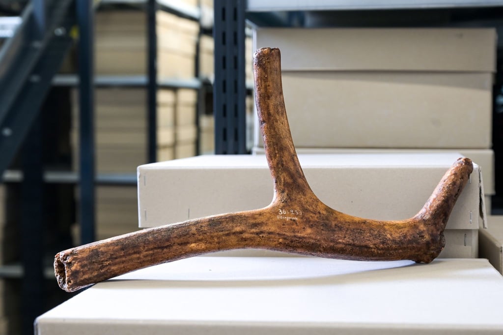 Das Geweih wurde bereits 1936 bei archäologischen Ausgrabungen entdeckt, als der Archäologe Paul Grimm nach Spuren aus der Altsteinzeit suchte.