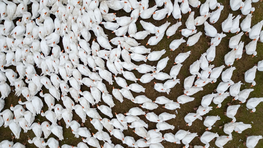 Ostdeutsche Bauernverbände warnen: Impfungen sind nicht immer die beste Lösung gegen Seuchen wie Vogelgrippe und Blauzungenkrankheit. (Symbolbild)