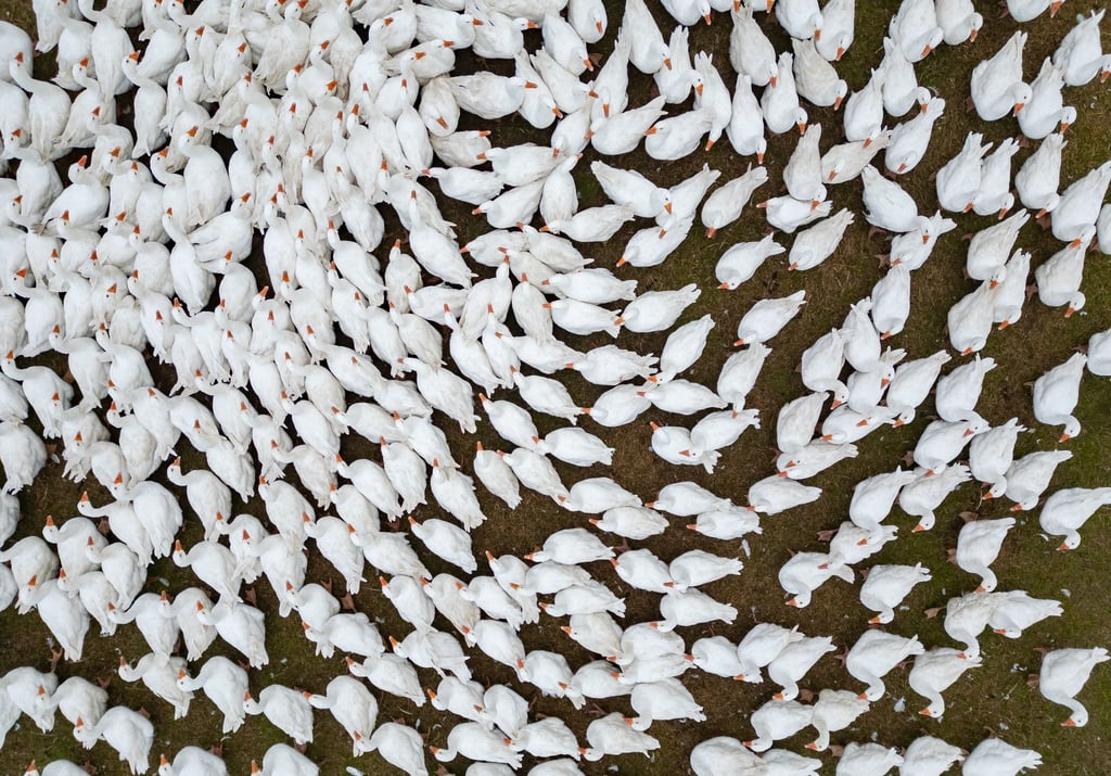 Ostdeutsche Bauernverbände warnen: Impfungen sind nicht immer die beste Lösung gegen Seuchen wie Vogelgrippe und Blauzungenkrankheit. (Symbolbild)