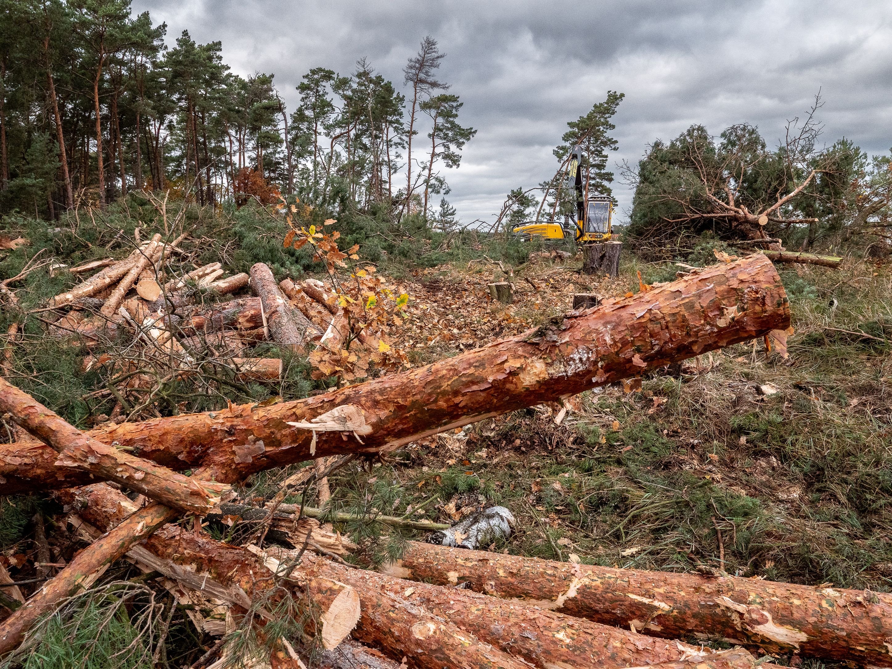 Naturschutz in Sachsen-Anhalt: Behörden lassen in Gommern 125 Bäume fällen - nun reagiert der Umweltminister