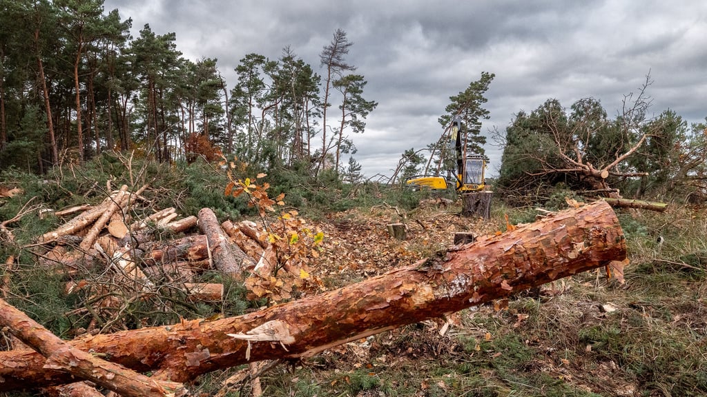 Am Osterberg in Gommern: Auf 4000 Quadratmetern Waldboden wurden über 100 gesunde Bäume gefällt. Die Behörden erklären, die Bürger schütteln den Kopf.