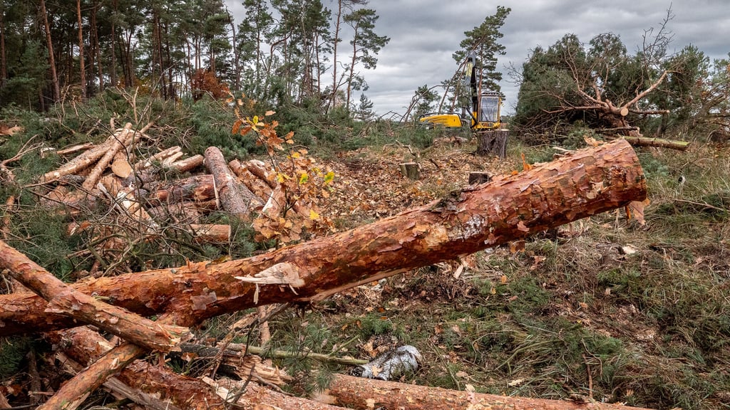 Am Osterberg in Gommern: Die Bäume mussten weg. Die Behörden erklären, die Bürger schütteln den Kopf.