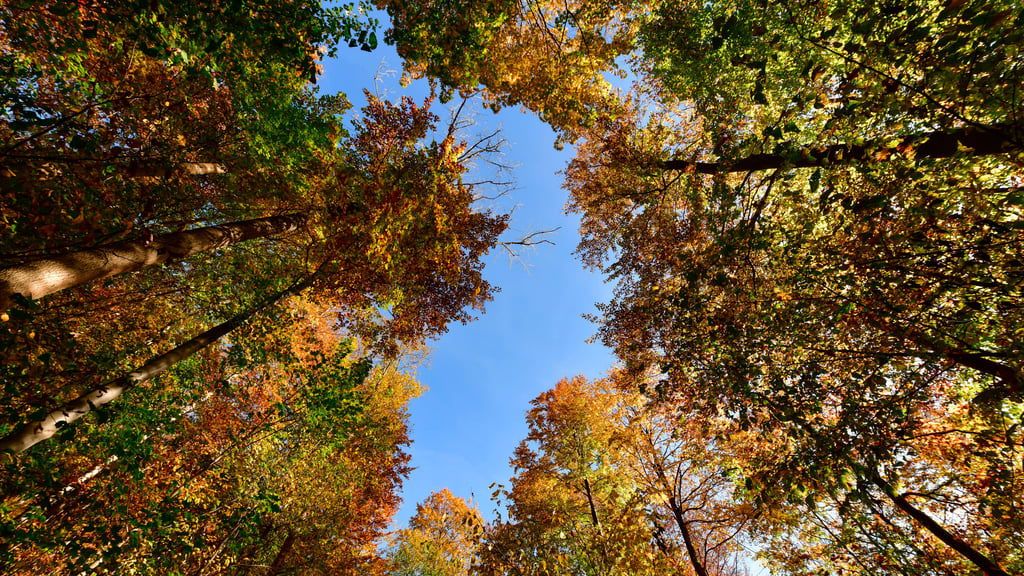 Das Waldstück, das der Nabu erwirbt, besteht aus Buchen. Es handelt sich bereits um ein geschütztes FFH-Gebiet.