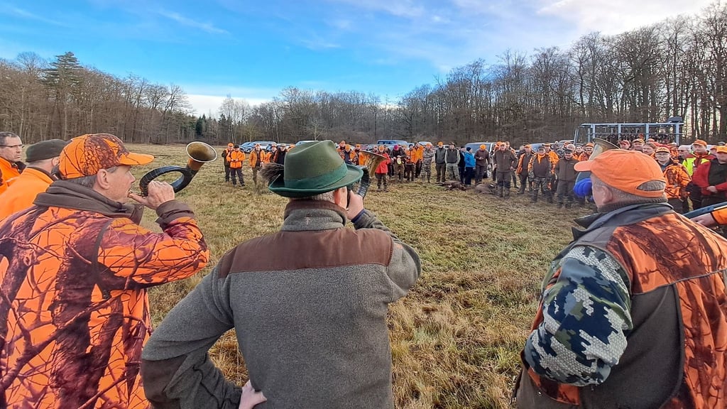 Nach der Treibjagd am Wildenstall bei Grillenberg blasen Jagdhornbläser das Halali zum Ende der Jagd.