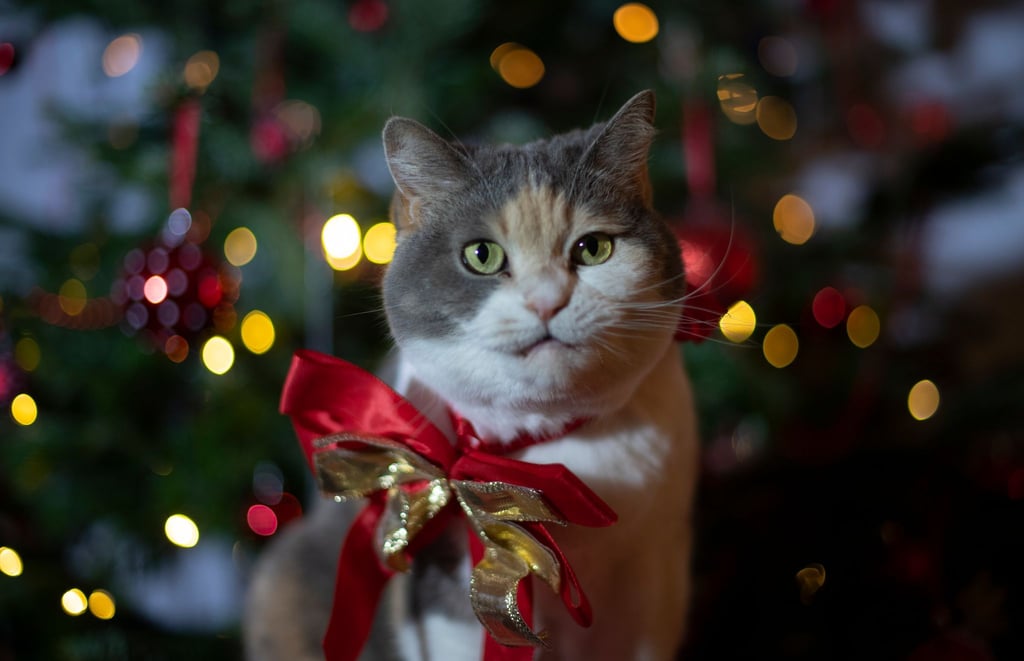 So süß sie auch aussehen: Haustiere sind als Weihnachtsgeschenk keine gute Idee.