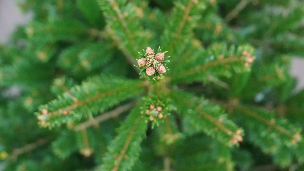 Mit einer Astschere beschädigten Unbekannte die Ware. (Illustration)