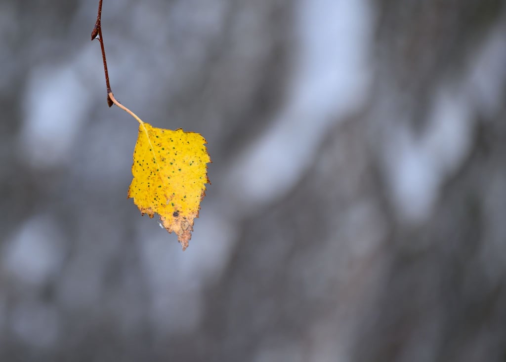 Zum Schlittenfahren reicht es nicht: An Heiligabend kann es nach bisheriger Wetter-Prognose etwas Schneegriesel geben - und das wohl nur im Süden Brandenburgs.