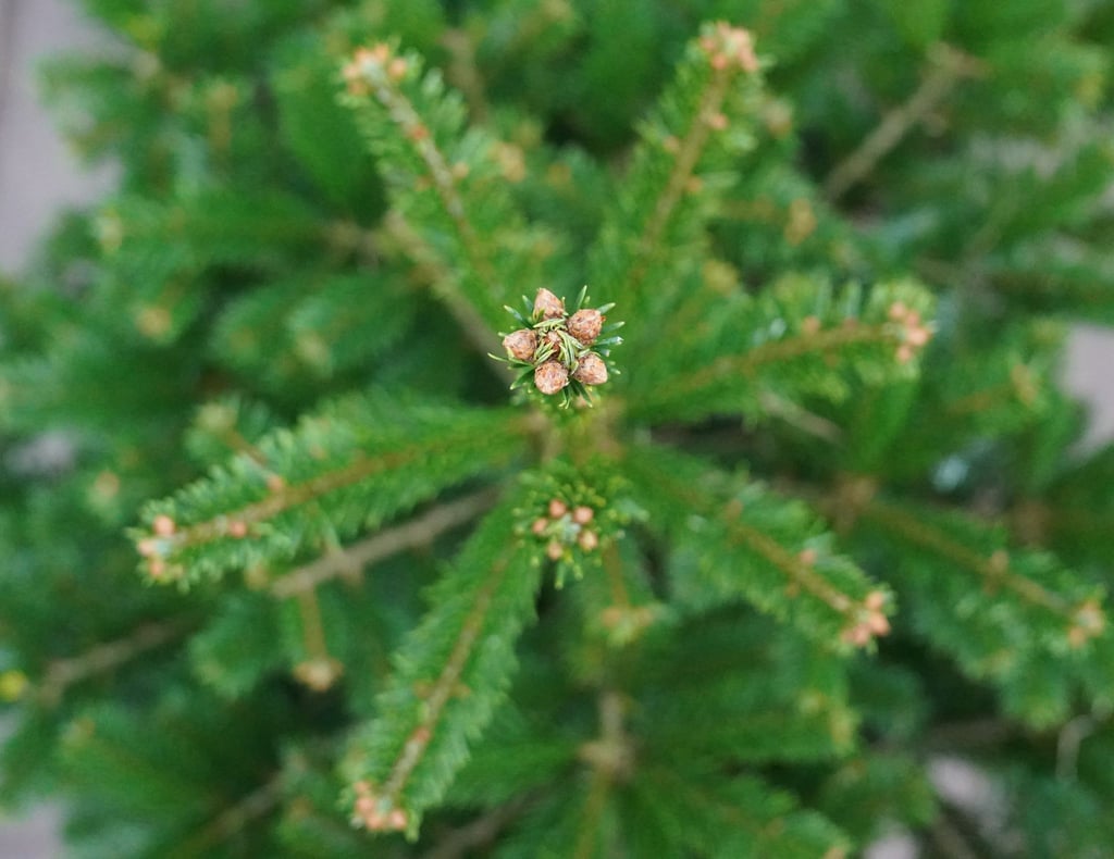 Mit einer Astschere beschädigten Unbekannte die Ware. (Illustration)