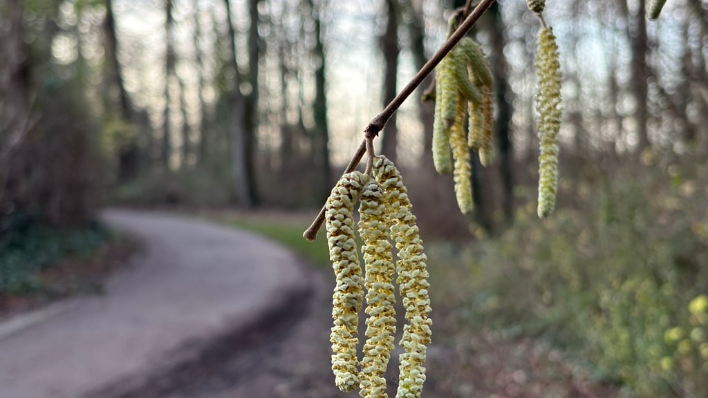 Noch nicht mal Weihnachten, aber schon die ersten Frühlingsboten: An einem Haselstrauch blühen die sogenannten Kätzchen.