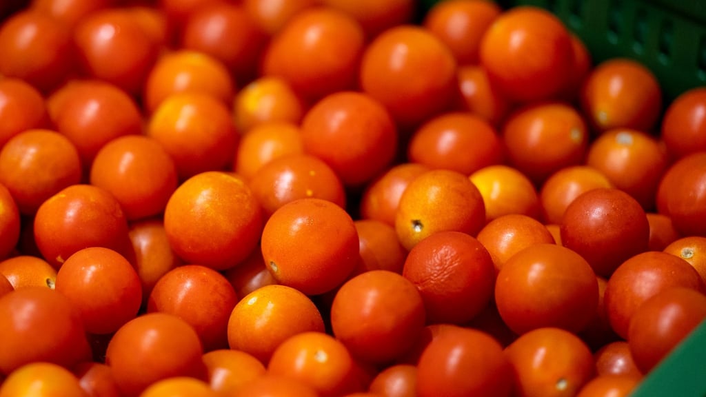 Tomaten aus Brandenburg statt aus dem Ausland? Brandenburgs Agrarministerin wirbt für ein Umdenken im Lebensmitteleinzelhandel.
