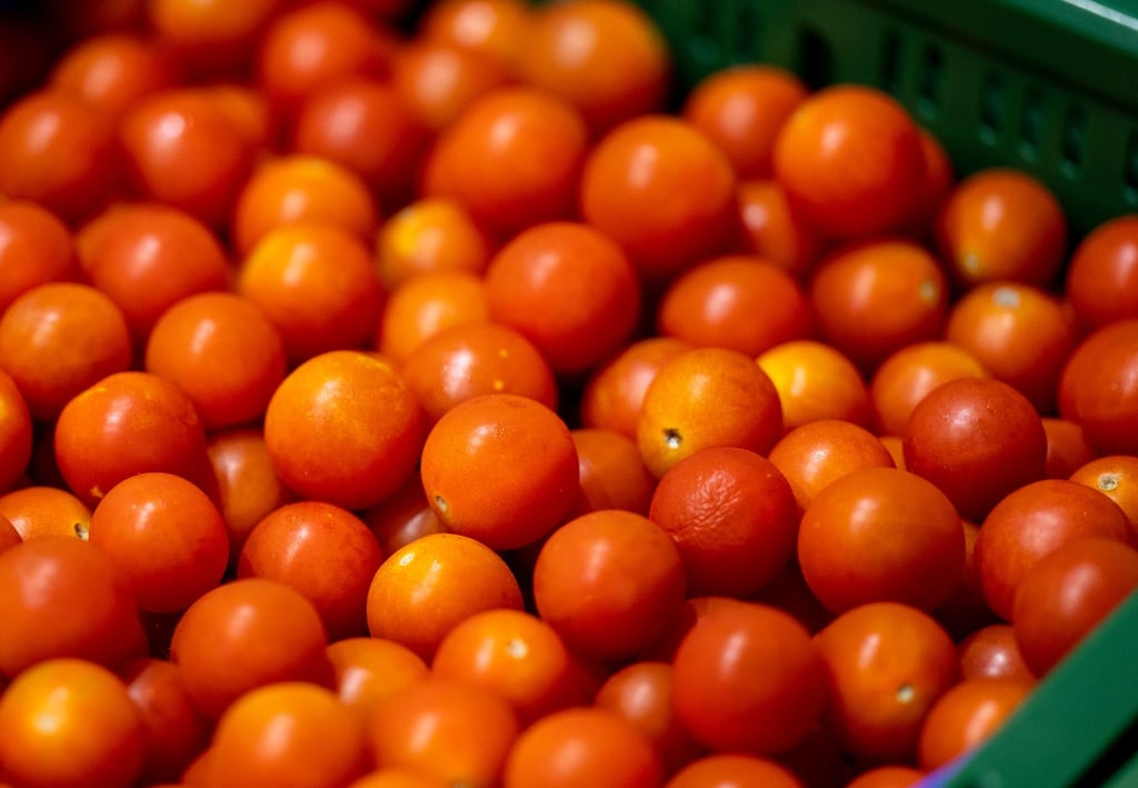 Tomaten aus Brandenburg statt aus dem Ausland? Brandenburgs Agrarministerin wirbt für ein Umdenken im Lebensmitteleinzelhandel.