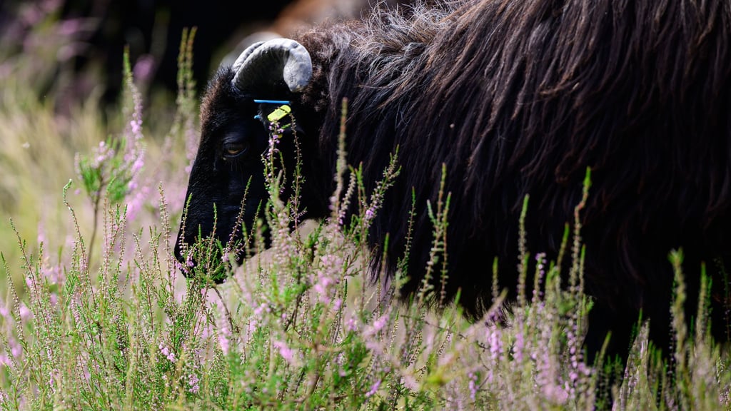 Die Lüneburger Heide ist die Weidelandschaft des Jahres 2026.