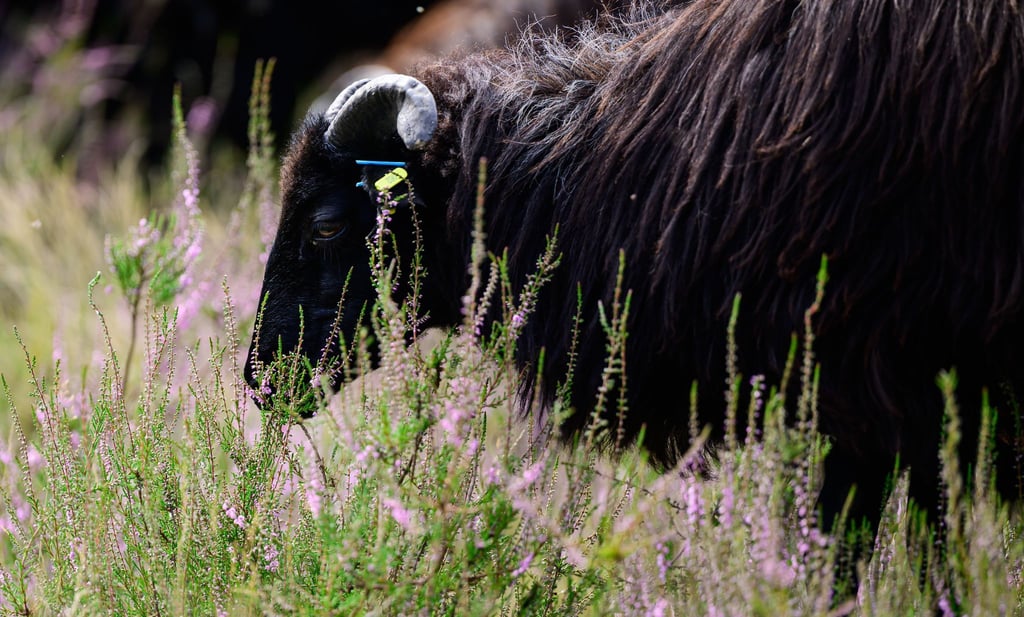 Die Lüneburger Heide ist die Weidelandschaft des Jahres 2026.