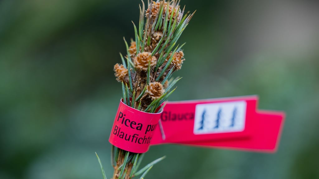 In Brandenburg stehlen Diebe Weihnachtsbäume von Verkaufsständen. (Symbolbild)